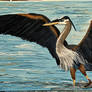 Great Blue Heron