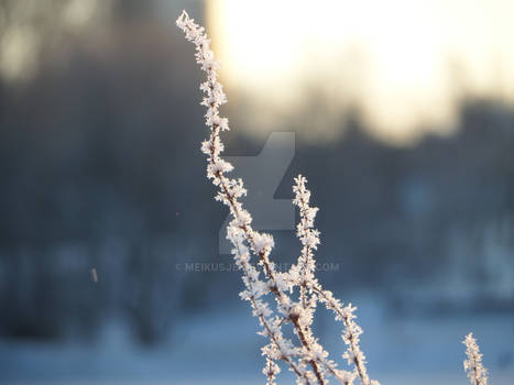 Winter flowers