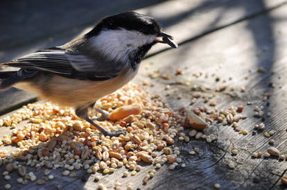 Chickadee