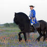 Friesian Stallion and Rider