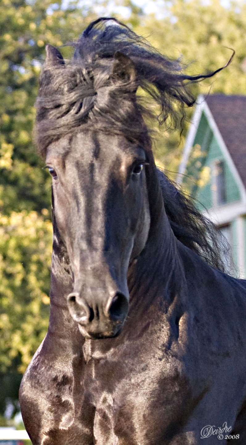 Friesian Stallion Headshot