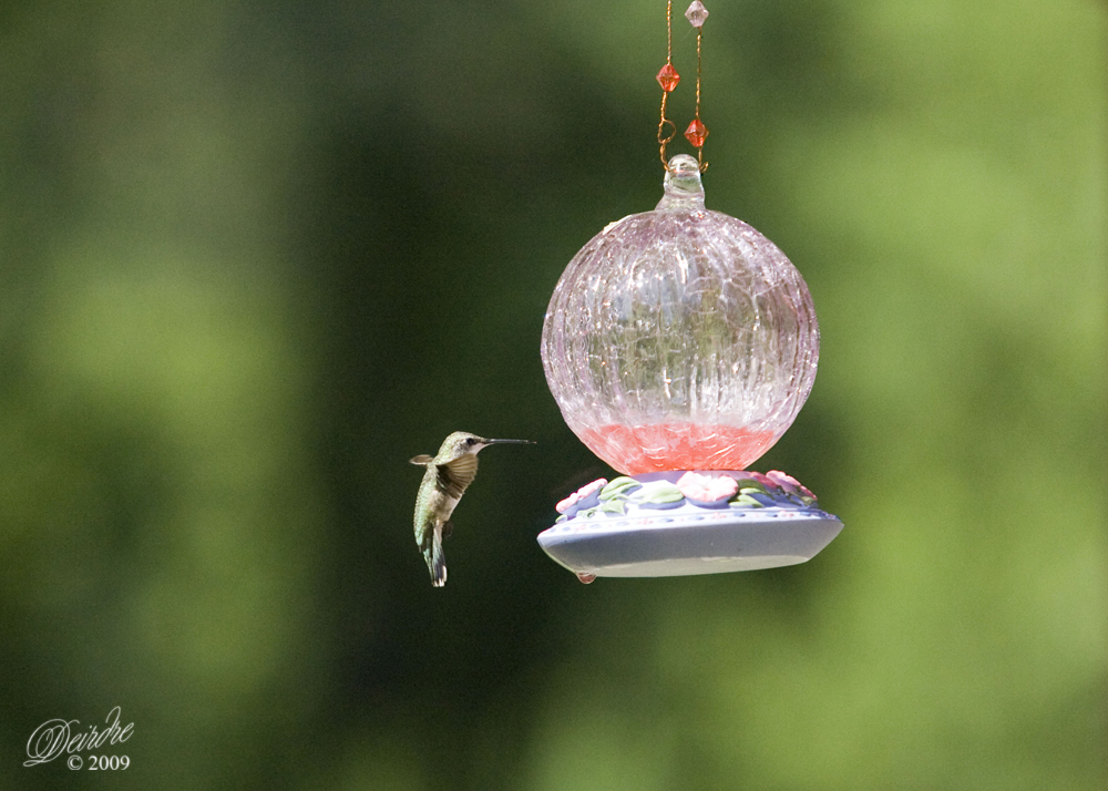 Hummingbird 1