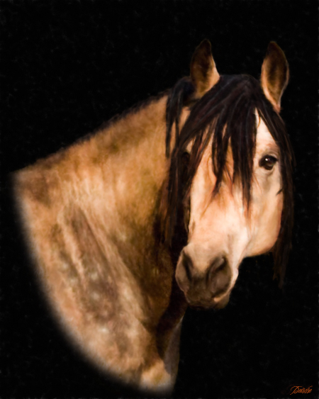 Horse Portrait