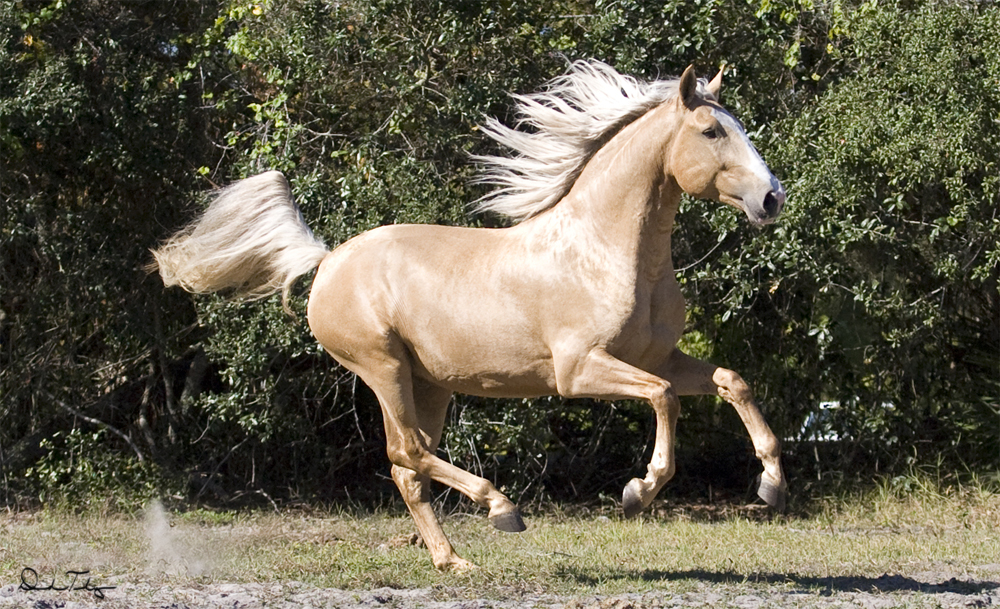 Palomino Lusitano 1