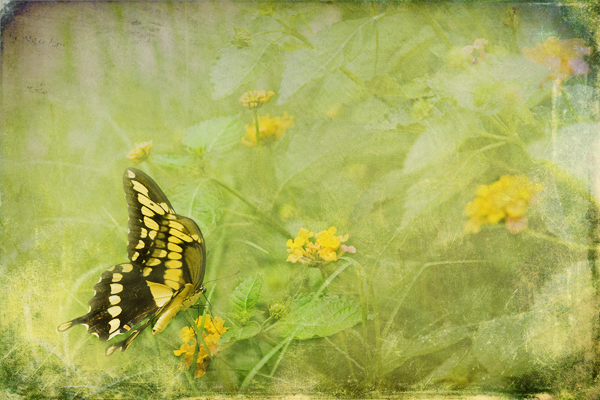 Dreamy Butterfly