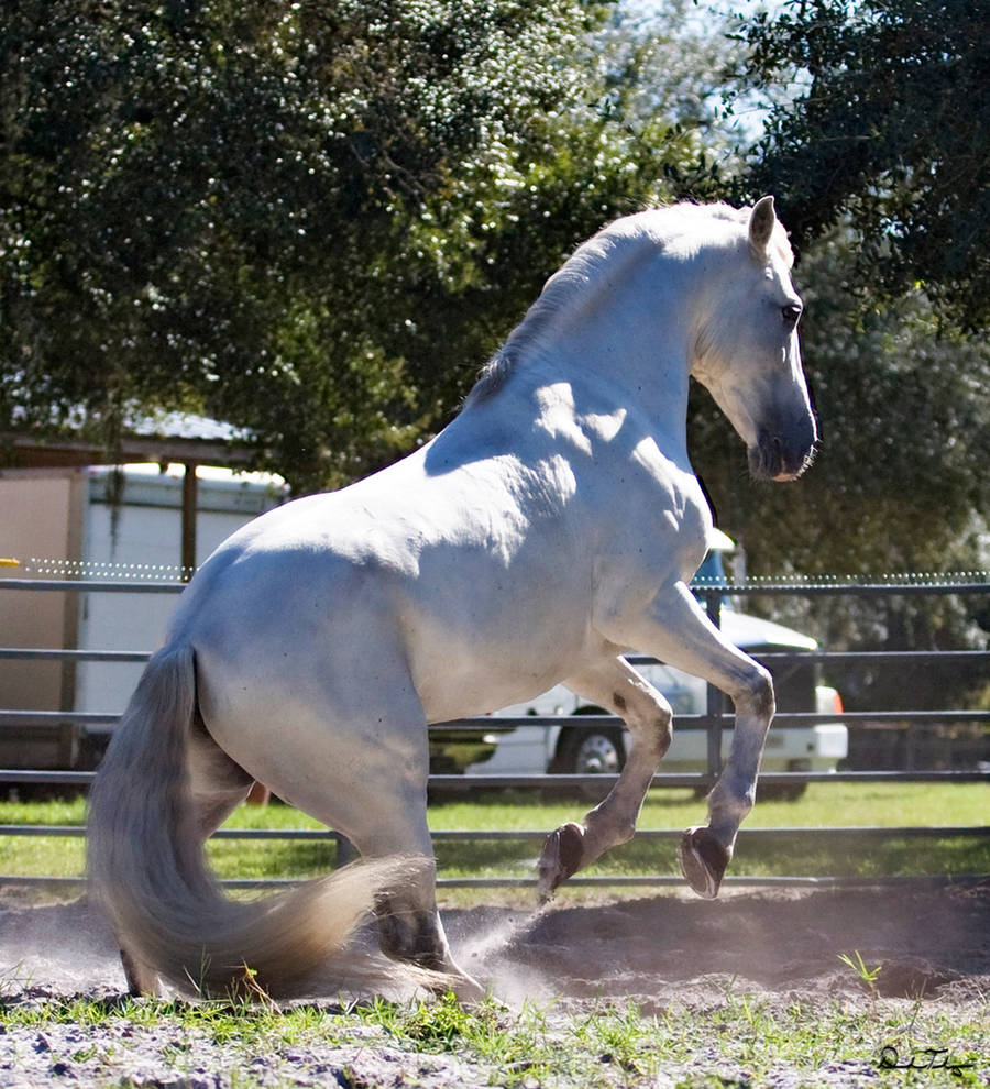 Silver Stallion 1 by Deirdre-T