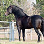 Dark Bay Andalusian