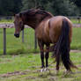 Bay Andalusian Stallion