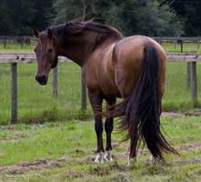 Bay Andalusian Stallion