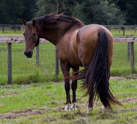 Bay Andalusian Stallion