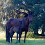 One Day Old Andalusian