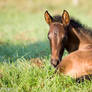 Week Old Andalusian Foal