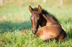 Week Old Andalusian Foal