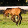 Foal Canter