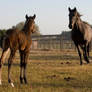 Lusitano Mother