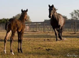 Lusitano Mother