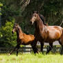 Lusitano Mare and Filly