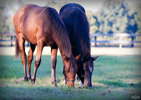 Sister Foals