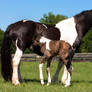 Sugar and New Baby