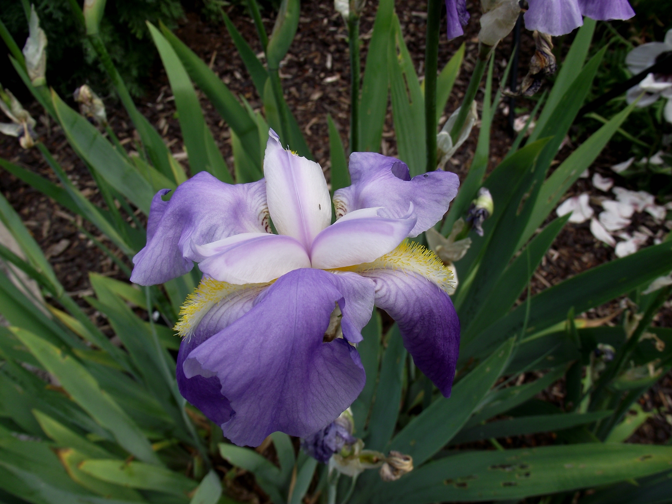 Perennial Iris