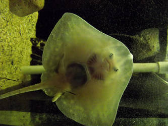 Underside of a Thornback ray