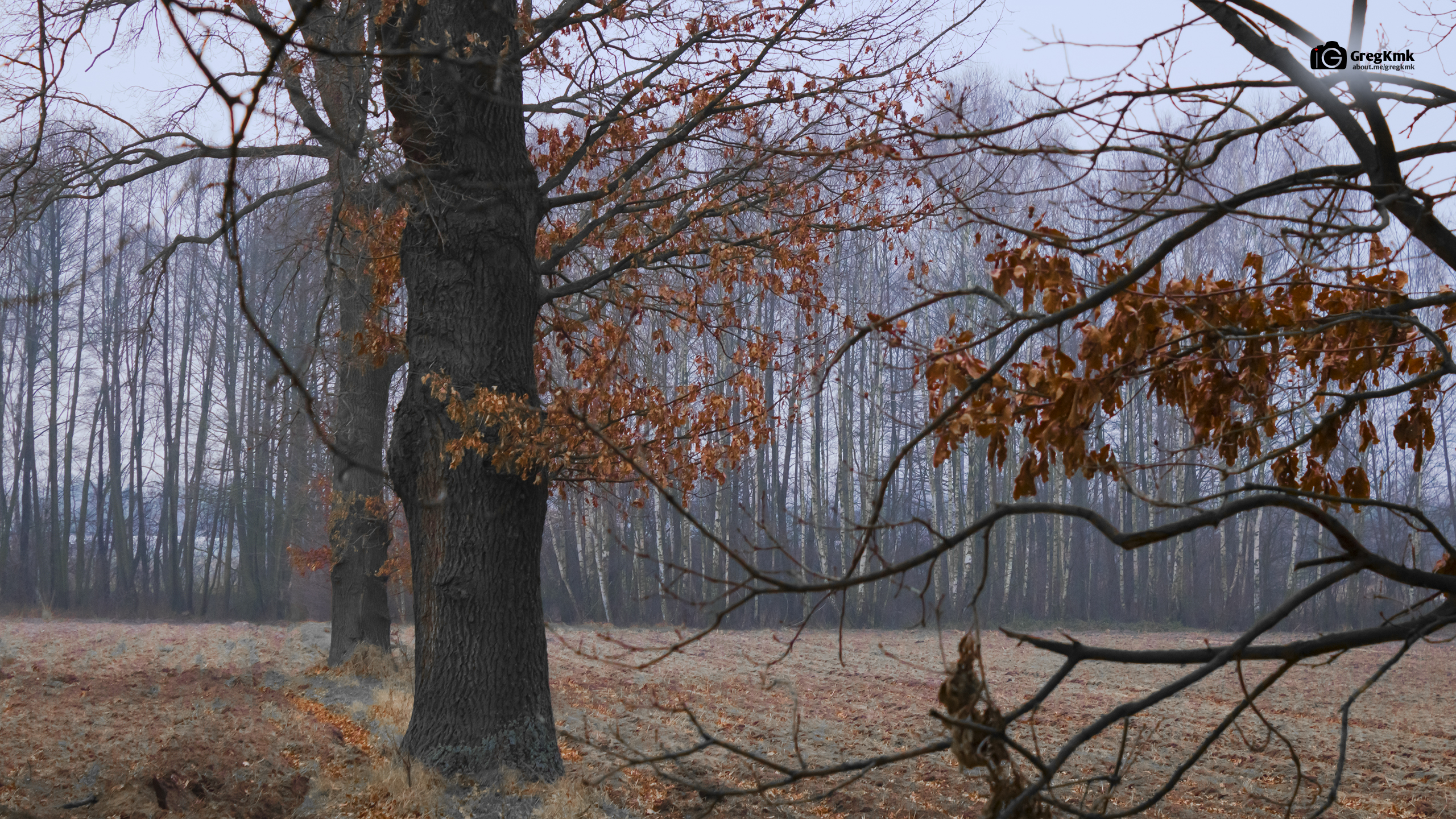 Behind the forrest