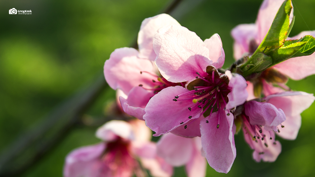 Pink Spring Animations Pink in spring by GregKmk on DeviantArt