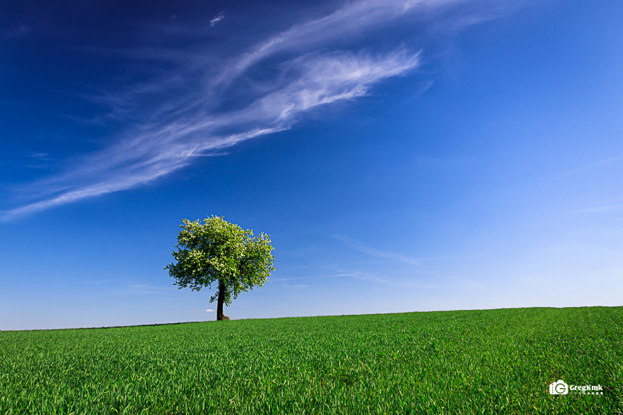 Alone Tree