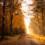 Autumn walk