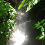 Small waterfall and Plants