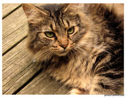 Taffy 04