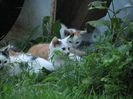 kittens sorta just showed up 2