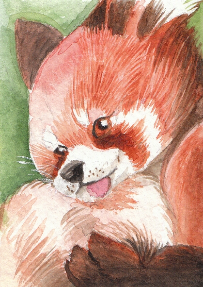 ATC - Red Panda