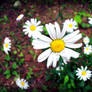 Daisys