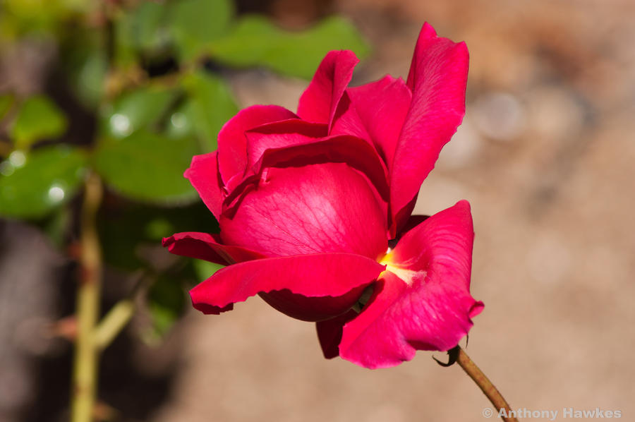 Red Riding Rose by illuzian on DeviantArt