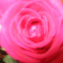 Pink Rose