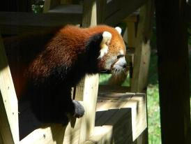 Red Panda