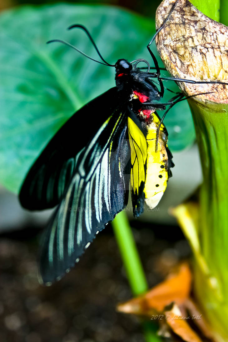 Beautiful Butterfly