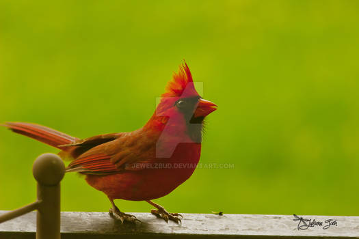 Curious Cardinal