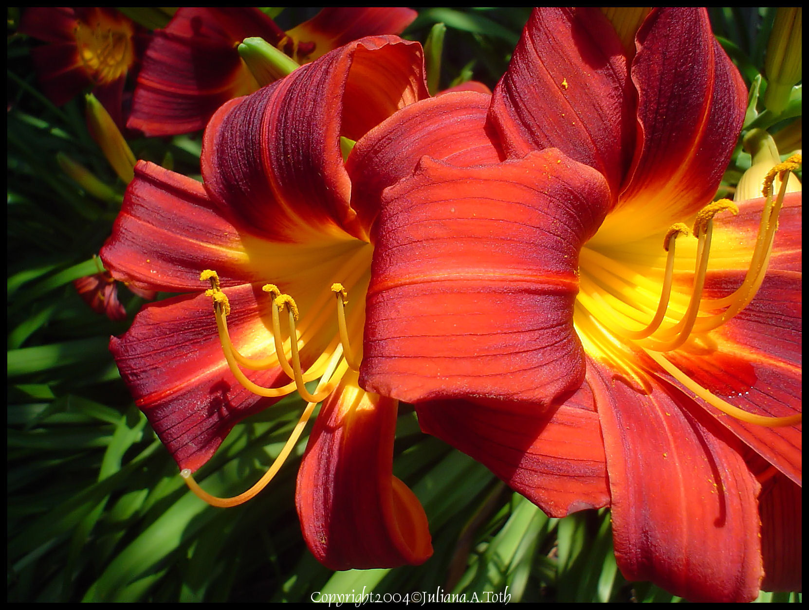 Loving Lilies