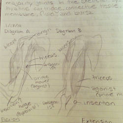 Anatomy of a Bicep