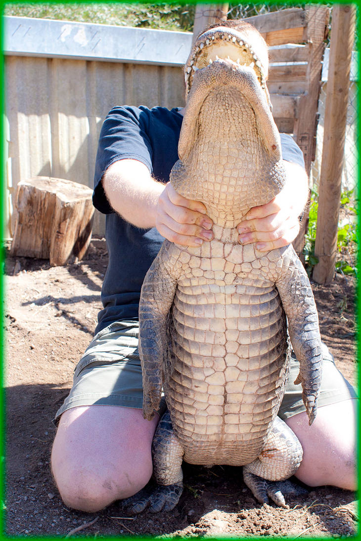 Colorado Gators 2011-09-18 171 by ByLagarto