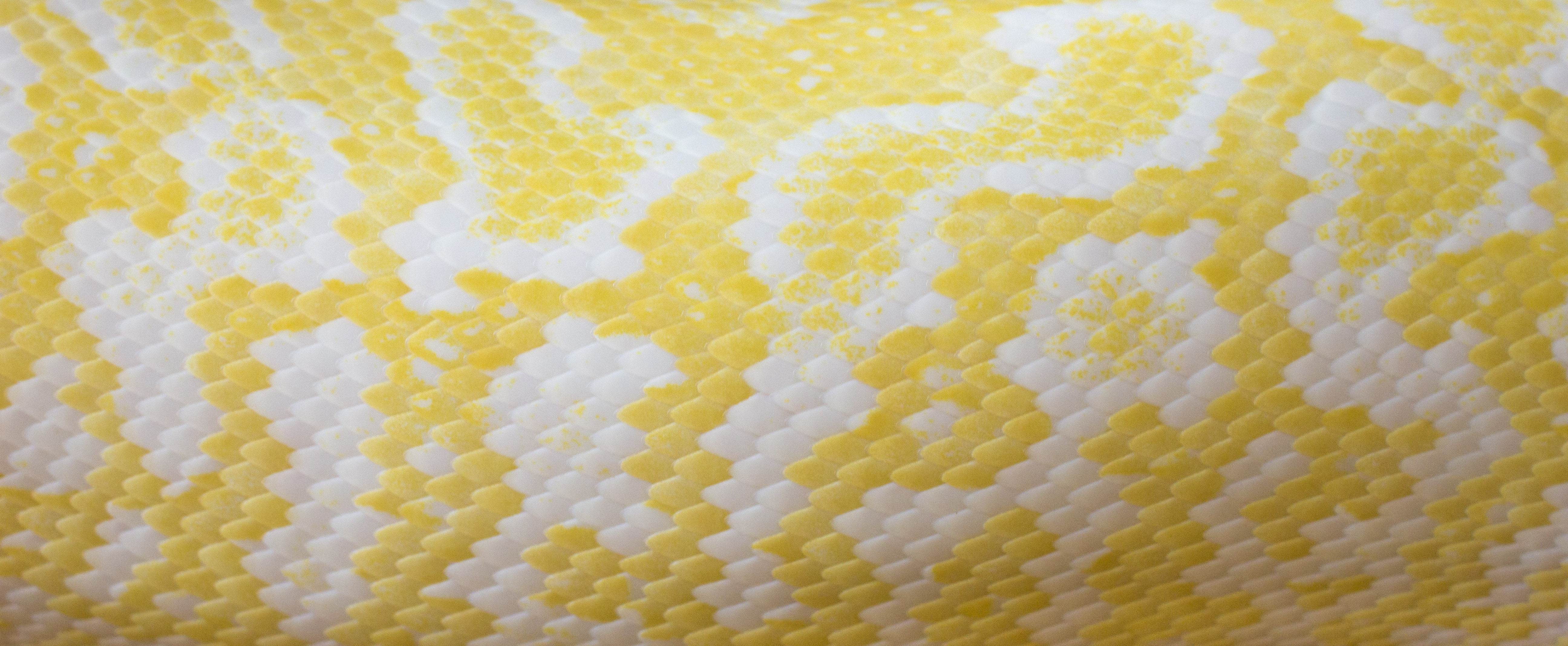 skin your gmail - yellow edition by ByLagarto