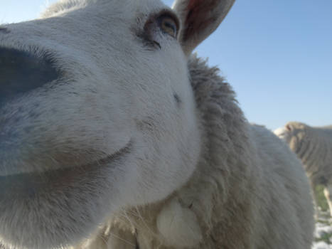 Curious Sheep