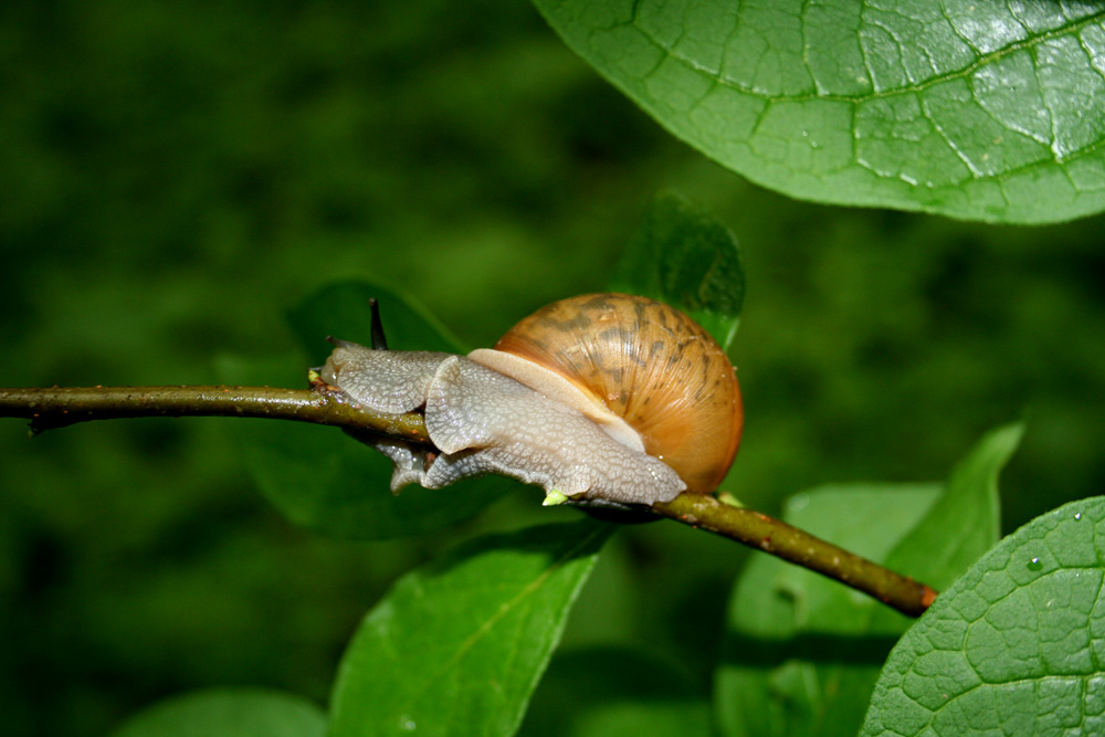 Snail