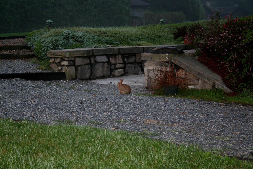 High Hampton Rabbit by lamsquaw on DeviantArt