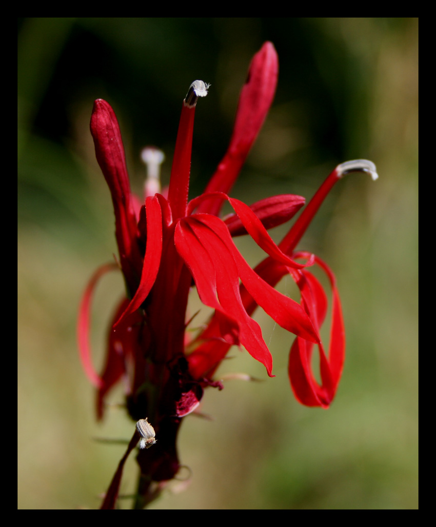 Red by the River