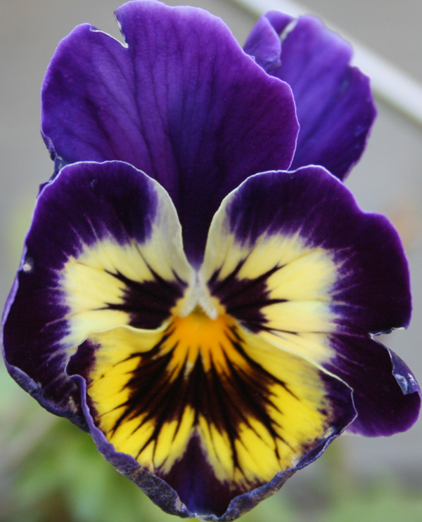 Clown Face Pansy