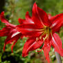 Amaryllis