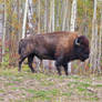 Bison